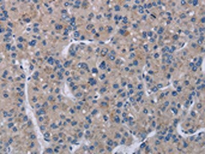 KLHL2 antibody