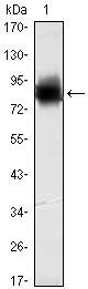 KLHL21 Antibody