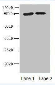 KLHL22 Antibody