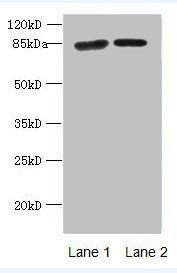 KLHL22 antibody