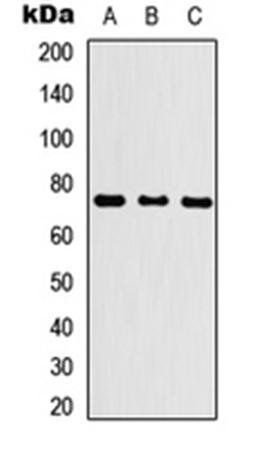 KLHL29 antibody