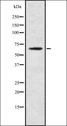 KLHL3 antibody