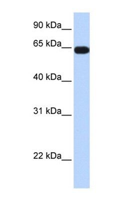 KLHL36 antibody