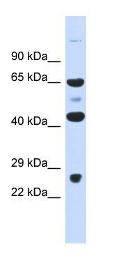 KLHL41 antibody