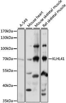 KLHL41 antibody