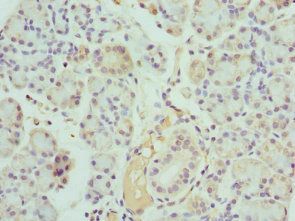 KLK10 Antibody
