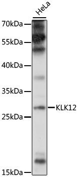 KLK12 antibody