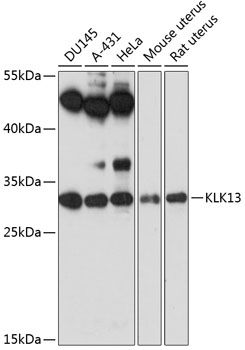 KLK13 antibody