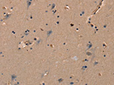 KLK14 Antibody