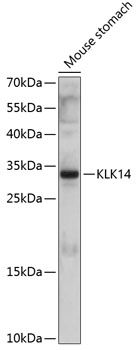 KLK14 antibody