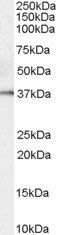 Goat anti-KLK5 Antibody