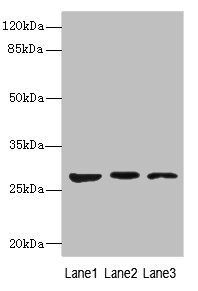 KLK6 antibody