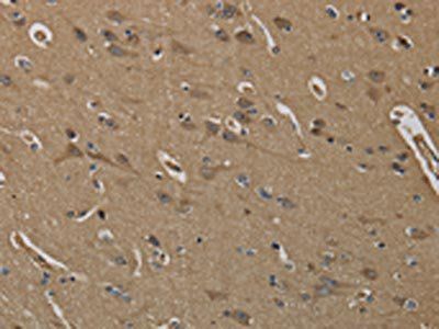 KLK6 Antibody