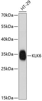 KLK6 antibody
