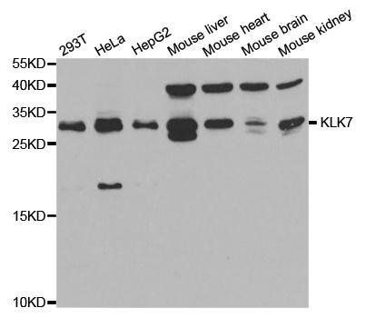 KLK7 antibody