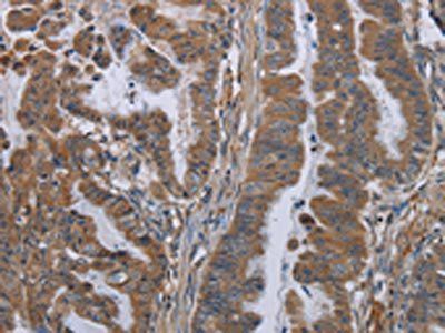 KLK8 Antibody