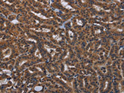 KLK8 Antibody