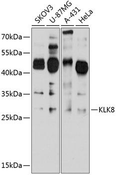 KLK8 antibody