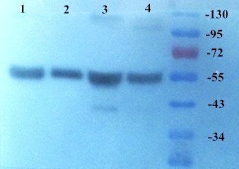 KLKB1 antibody