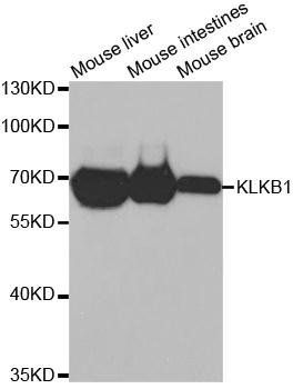KLKB1 antibody