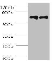 Klkb1 antibody