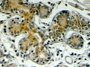 Goat anti-Klotho Antibody