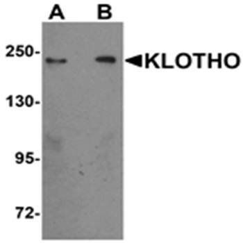 KLOTHO Antibody