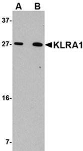 KLRA1 Antibody
