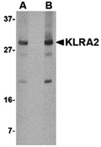 KLRA2 Antibody