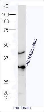 KLRA3 antibody