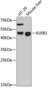 KLRB1 antibody