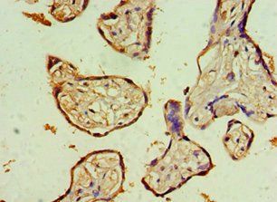 KLRC1 Antibody