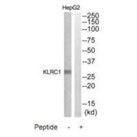 KLRC1 antibody