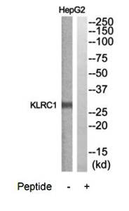 KLRC1 antibody