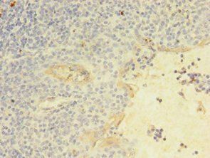 KLRC2 Antibody