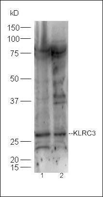 KLRC3 antibody