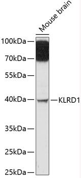 KLRD1 antibody