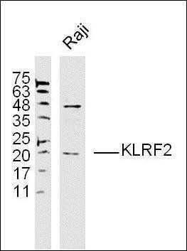 KLRF2 antibody
