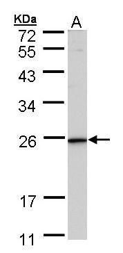 KLRG1 antibody