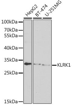 KLRK1 antibody