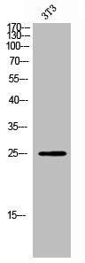 KLRK1 antibody