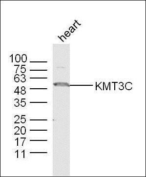 KMT3C antibody