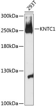 KNTC1 antibody