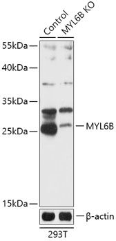 [KO Validated] MYL6B antibody [Out of stock]
