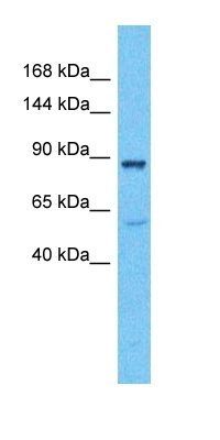 KPCD3 antibody