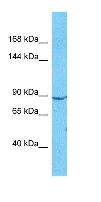 KPCD3 antibody