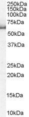 Goat anti-KPNA1 / Importin alpha 5 Antibody