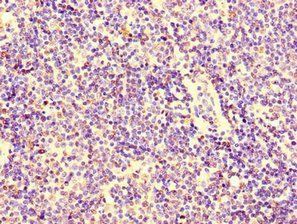 KPNA2 Antibody