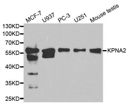KPNA2 antibody