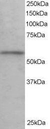 Goat anti-KPNA3 / IPOA4 Antibody